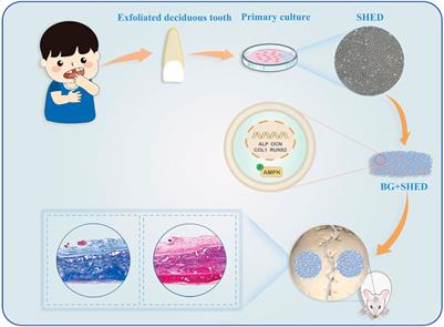 Easily attainable and low immunogenic stem cells from exfoliated deciduous teeth enhanced the in vivo bone regeneration ability of gelatin/bioactive glass microsphere composite scaffolds